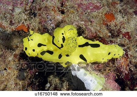 Yellow Seaslug (Nudibranch). Borneo, Malaysia View Large Photo Image Stock Photo - Yellow Seaslug (Nudibranch). Borneo, Malaysia. Fotosearch