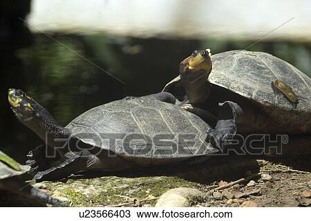 Stock Image - Yellow-spotted amazon river turtle, Podocnemis unifilis, Manaus, Amazonas, Brazil. Fotosearch