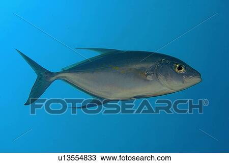 Yellow-spotted Trevally or Jack (Carangoides orthogrammus) Namu atoll, Marshall Islands (N. Pacific) View Large Photo Image Stock Image - Yellow-spotted Trevally or Jack (Carangoides orthogrammus) Namu atoll, Marshall Islands (N. Pacific). Fotosearch
