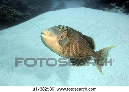 Stock Image - Yellowmargin triggerfish, Balistoides flavimarginatus, Ulong channel, Palau, Micronesia. Fotosearch