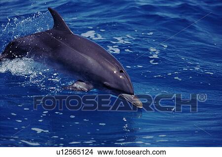 Picture - Young Atlantic spotted dolphin (Stenella frontalis). Bimini, Bahamas. Fotosearch
