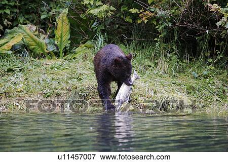 Young coastal brown bear (Ursus arctos horibilis) fishing for pink salmon in a shallow stream on Chichagof Island, Southeast Alaska, USA. View Large Photo Image Stock Photo - Young coastal brown bear (Ursus arctos horibilis) fishing for pink salmon in a shallow stream on Chichagof Island, Southeast Alaska, USA.. Fotosearch