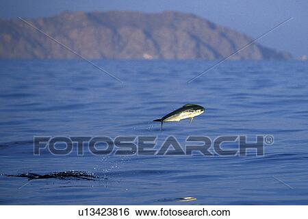 Stock Photograph - Young Dolphin fish (Coryphaena hippurus) leaping in the midriff region of the Gulf of California (Sea of Cortez), Mexico. Note: other common names include Maha Mahi (Hawaiian) and Dorado (Spanish).. Fotosearch