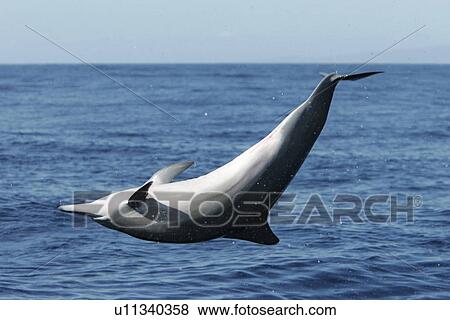 Stock Photo - Young female Hawaiian spinner dolphin (Stenella longirostris) upside down while spinning in the AuAu Channel off the coast of Maui, Hawaii, USA. Pacific Ocean.. Fotosearch