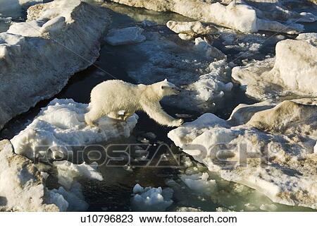 Young female polar bear (Ursus maritimus) jumping from floe to floe on multi-year ice floes in the Barents Sea off the eastern coast of EdgeÏya (Edge Island) in the Svalbard Archipelago, Norway. View Large Photo Image Stock Image - Young female polar bear (Ursus maritimus) jumping from floe to floe on multi-year ice floes in the Barents Sea off the eastern coast of EdgeÏya (Edge Island) in the Svalbard Archipelago, Norway.. Fotosearch