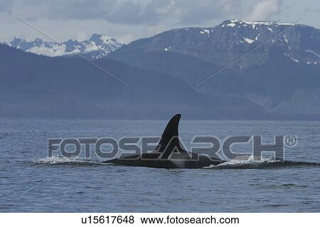 Stock Photo - Young Killer Whale (Orcinus orca) power lunging in Southeast Alaska, USA. Pacific Ocean.. Fotosearch