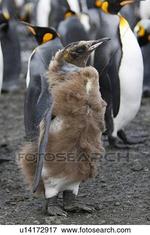 Young king penguin (Aptenodytes patagonicus) moulting near colony of nesting animals numbering between 70, 000 and 100, 000 nesting pairs on Salisbury Plain on South Georgia Island, South Atlantic Ocean. View Large Photo Image Stock Photo - Young king penguin (Aptenodytes patagonicus) moulting near colony of nesting animals numbering between 70, 000 and 100, 000 nesting pairs on Salisbury Plain on South Georgia Island, South Atlantic Ocean.. Fotosearch