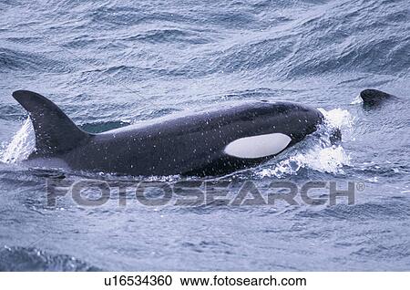 Young male Killer whale (Orcinus orca) surfacing west of Snaefellsness Peninsular, Iceland View Large Photo Image Stock Image - Young male Killer whale (Orcinus orca) surfacing west of Snaefellsness Peninsular, Iceland. Fotosearch