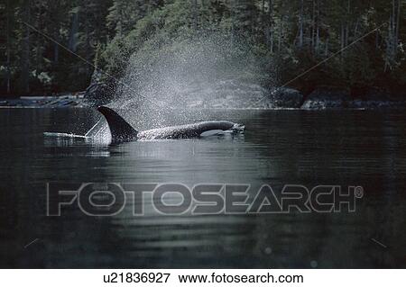 Stock Photo - Young male Killer whale (Orcinus orca) surfacing with blow highlighted over its head. North coast of Vancouver Island, Canada.. Fotosearch