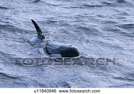 Stock Photograph - Young male Killer whale (Orcinus orca) surfacing west of Snaefellsness Peninsular, Iceland. Fotosearch