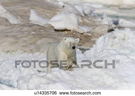 Young polar bear (Ursus maritimus) on multi-year ice floes in the Barents Sea off the eastern coast of EdgeÏya (Edge Island) in the Svalbard Archipelago, Norway. View Large Photo Image Stock Photograph - Young polar bear (Ursus maritimus) on multi-year ice floes in the Barents Sea off the eastern coast of EdgeÏya (Edge Island) in the Svalbard Archipelago, Norway.. Fotosearch