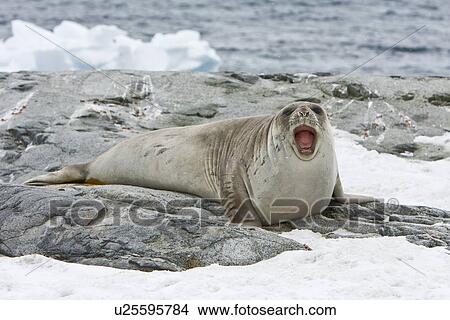 Picture - Young southern elephant seal (Mirounga leonina) on the beach on Petermann Island, Antarctica. This species is the largest pinniped in the world, with males attaining lengths of 6. 5 m and a weight of 3, 700 kg. A remarkable diver, recorded to depths of 1444. Fotosearch