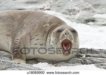 Young southern elephant seal (Mirounga leonina) on the beach on Petermann Island, Antarctica. This species is the largest pinniped in the world, with males attaining lengths of 6. 5 m and a weight of 3, 700 kg. A remarkable diver, recorded to depths of 1444 View Large Photo Image Stock Image - Young southern elephant seal (Mirounga leonina) on the beach on Petermann Island, Antarctica. This species is the largest pinniped in the world, with males attaining lengths of 6. 5 m and a weight of 3, 700 kg. A remarkable diver, recorded to depths of 1444. Fotosearch