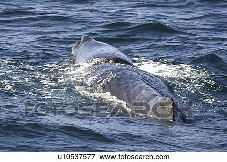 Young sperm whale (Physeter macrocephalus) surfacing in the midriff region of the Gulf of California (Sea of Cortez), Baja California, Mexico. View Large Photo Image Stock Photo - Young sperm whale (Physeter macrocephalus) surfacing in the midriff region of the Gulf of California (Sea of Cortez), Baja California, Mexico.. Fotosearch