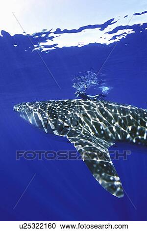 Stock Image - Young Whale Shark (Rhincodon typus) in deep water with snorkeler in the Kealeakahiki Channel near Lanai, Hawaii, USA. Pacific Ocean. Model released.. Fotosearch