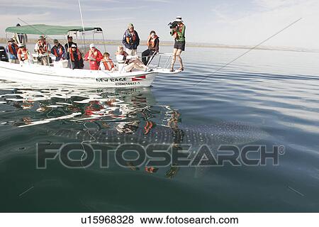 Stock Photo - Young Whale Shark (Rhincodon typus) with boat and watchers at El Mogote, La Paz, Baja California Sur, Mexico.. Fotosearch