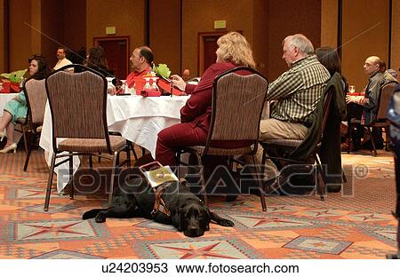 Service dog taking a break from work while his owner attends and participates in a disability activists conference. View Large Photo Image Stock Image - Service dog taking a break from work while his owner attends and participates in a disability activists conference.. Fotosearch