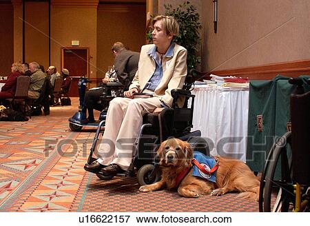 Service dog taking a break while his owner is listening to a presenter at a disability rights conference. View Large Photo Image Stock Photo - Service dog taking a break while his owner is listening to a presenter at a disability rights conference.. Fotosearch