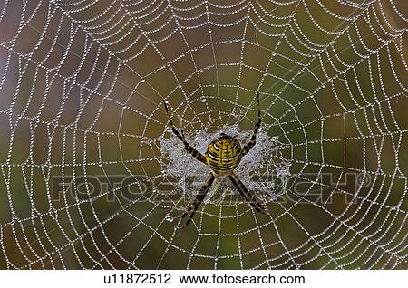 Banded Garden Spider Argiope Trifasciata Female In Dewy Web