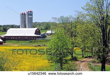 Horses Grazing In Spring In Front Of Barn Old Barns Nova Scotia