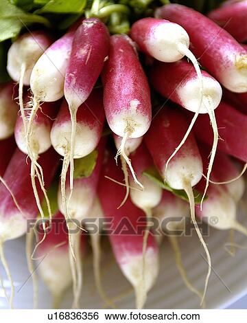 A bunch of radishes View Large Photo Image Stock Photograph - A bunch of radishes. Fotosearch