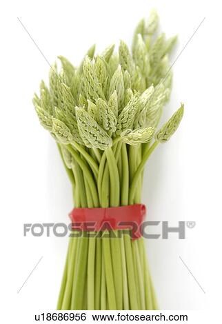 Stock Photograph - A bundle of baby asparagus. Fotosearch