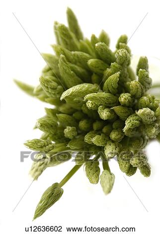 Stock Image - Baby asparagus. Fotosearch