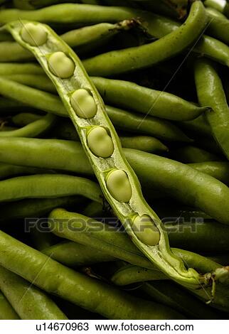 Broad beans View Large Photo Image Stock Image - Broad beans. Fotosearch