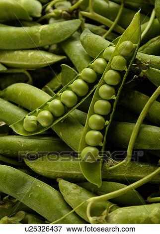 Fresh peas in a pod View Large Photo Image Stock Photo - Fresh peas in a pod. Fotosearch