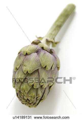 Stock Image - Single baby artichoke. Fotosearch