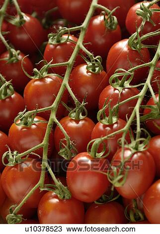 Stock Image - Tomatoes on the vine. Fotosearch