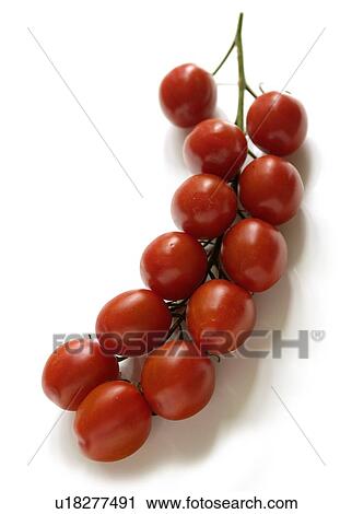 Tomatoes on the vine View Large Photo Image Stock Image - Tomatoes on the vine. Fotosearch