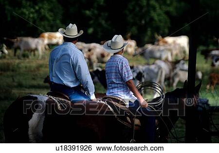 a man and boy sitting on horses ready to herd cattle View Large Photo Image Stock Photograph - a man and boy sitting on horses ready to herd cattle. Fotosearch