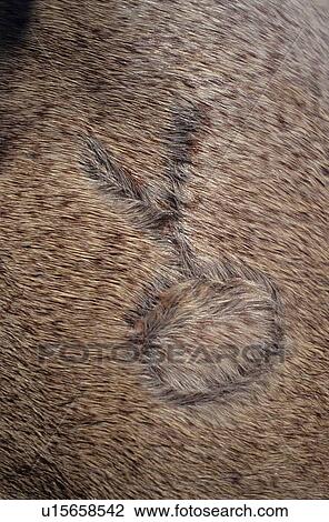 Stock Image - brand on a cow. Fotosearch