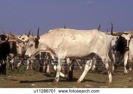 branded white longhorn in a herd View Large Photo Image Stock Image - branded white longhorn in a herd. Fotosearch