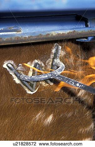 branding cattle View Large Photo Image Stock Image - branding cattle. Fotosearch