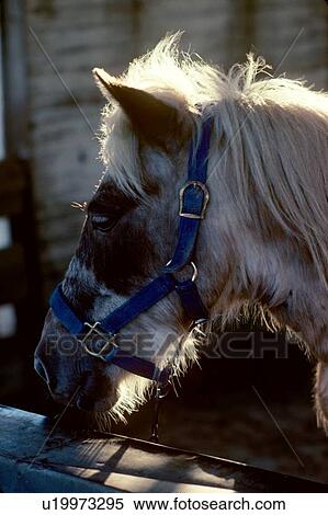 Stock Photography - Bridled white horse. Fotosearch