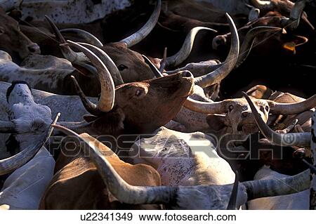 close up of a herd of longhorns View Large Photo Image Stock Photo - close up of a herd of longhorns. Fotosearch