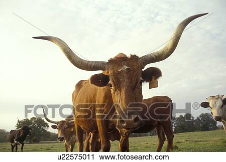 Stock Image - close up of a longhorn. Fotosearch