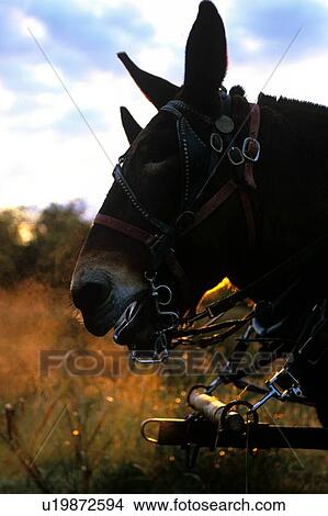 Picture - close up of a mule. Fotosearch