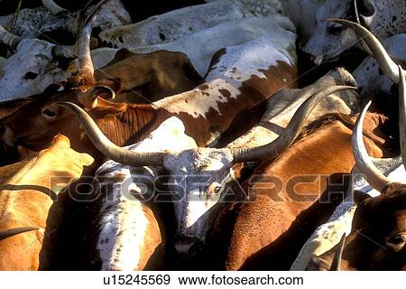 Stock Photo - close up of a tightly packed group of longhorn cattle. Fotosearch