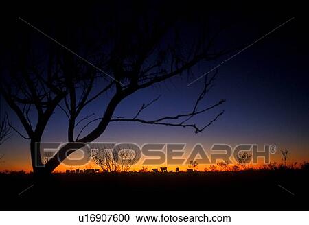 Stock Image - Country sunset. Fotosearch