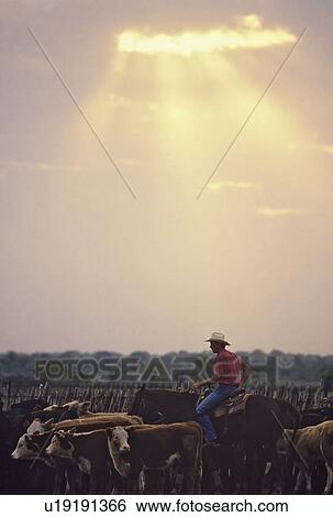 Stock Photograph - cowboy herding young cattle early in the morning. Fotosearch