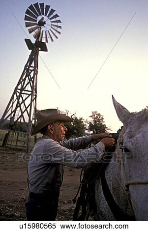 Stock Photography - cowboy putting a saddle on a white horse. Fotosearch