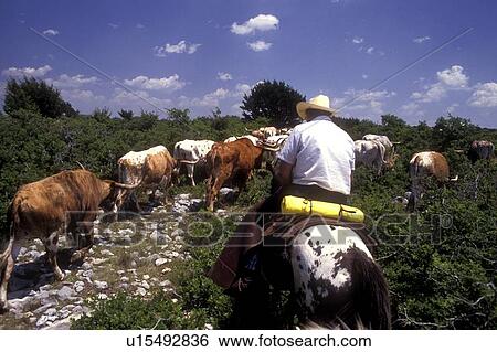 Stock Photograph - cowboy riding on a trail behind a group of cattle. Fotosearch