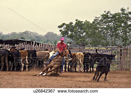 Stock Photo - Cowboy rounding up stray cow into herd.. Fotosearch