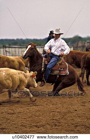 Cowboy seperating calf from herd in corral View Large Photo Image Stock Photo - Cowboy seperating calf from herd in corral. Fotosearch