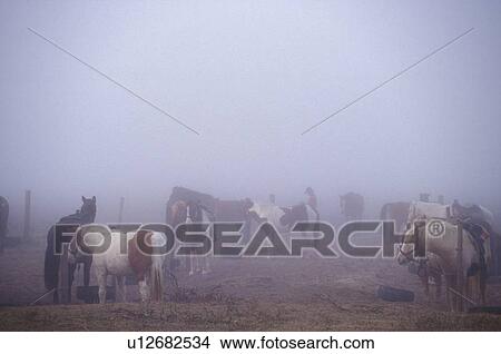 cowboy walking through a group of horses in the fog View Large Photo Image Picture - cowboy walking through a group of horses in the fog. Fotosearch