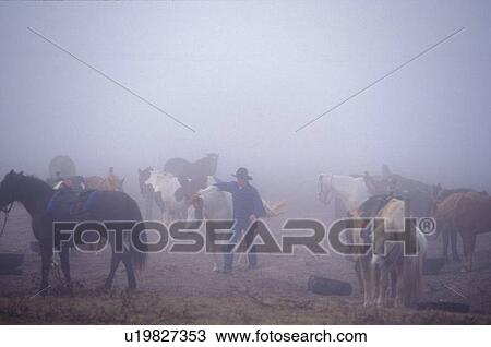 Stock Image - cowboy walking through a group of horses in the fog. Fotosearch