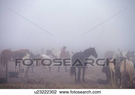 cowboy walking through a group of horses in the fog View Large Photo Image Stock Image - cowboy walking through a group of horses in the fog. Fotosearch
